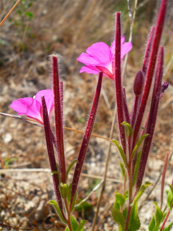 Epilobium hirsutum